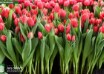 Tulipa Championship ® (1)